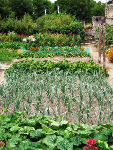 garden-nutrition-green-healthy